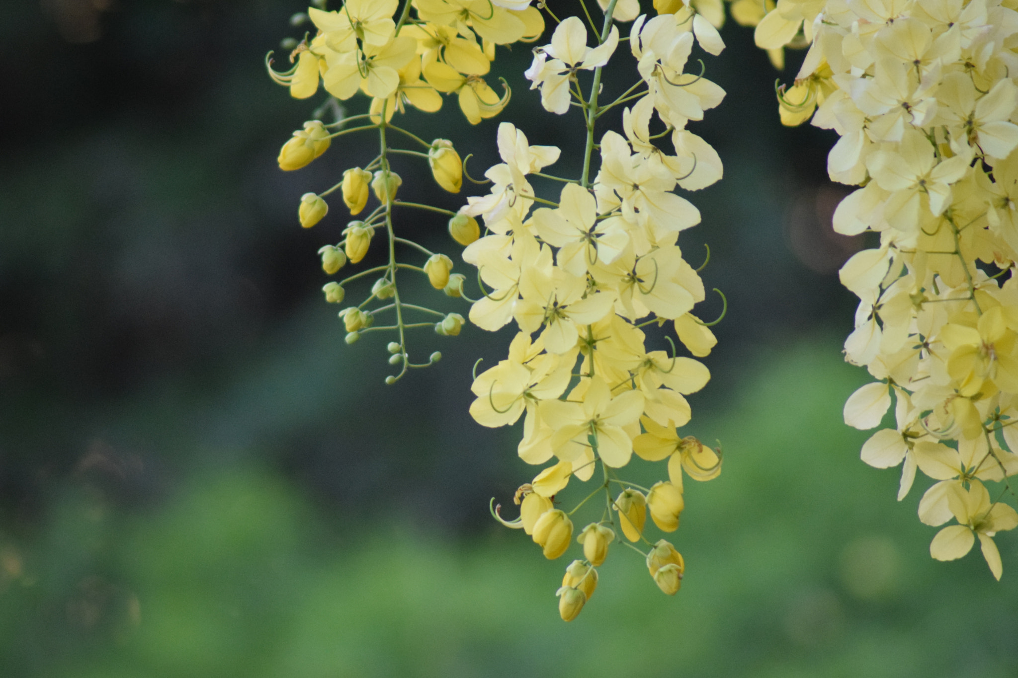 Nikon AF Nikkor 70-300mm F4-5.6G sample photo. Blossom your mood..! photography