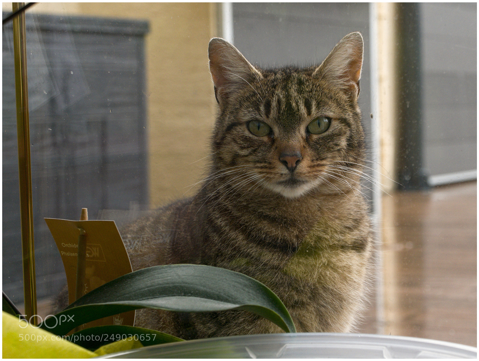 Panasonic Lumix DMC-LX100 sample photo. Behind glass.. photography
