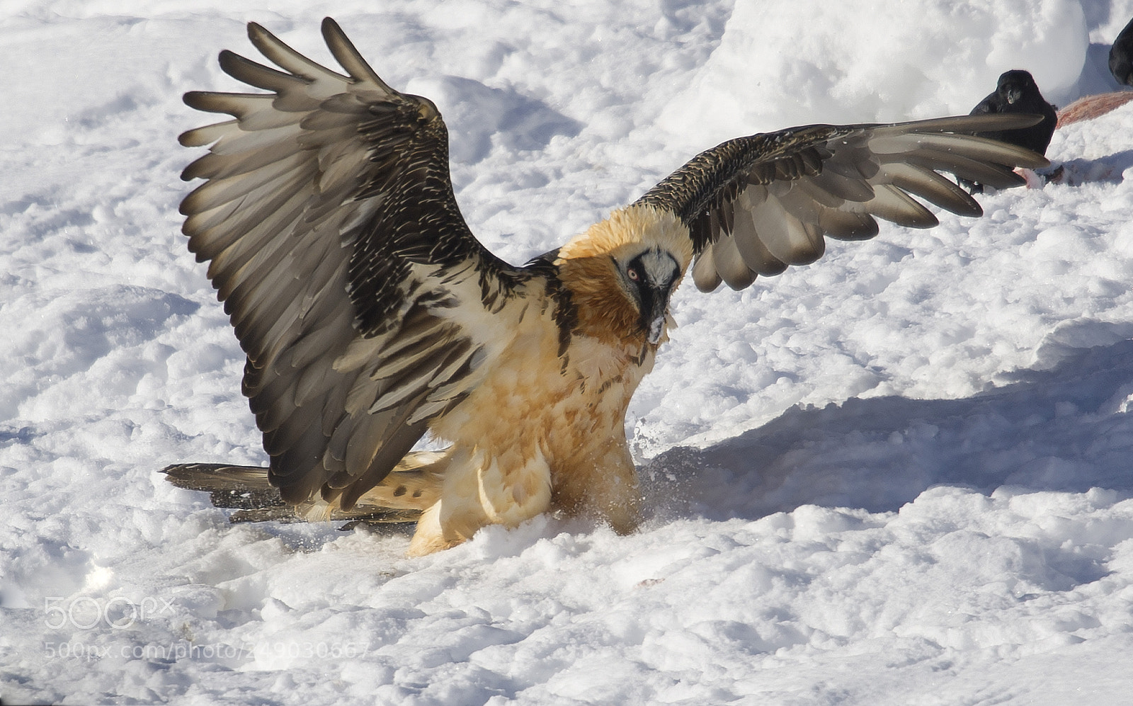 Nikon D3S sample photo. Undefined wingspan photography