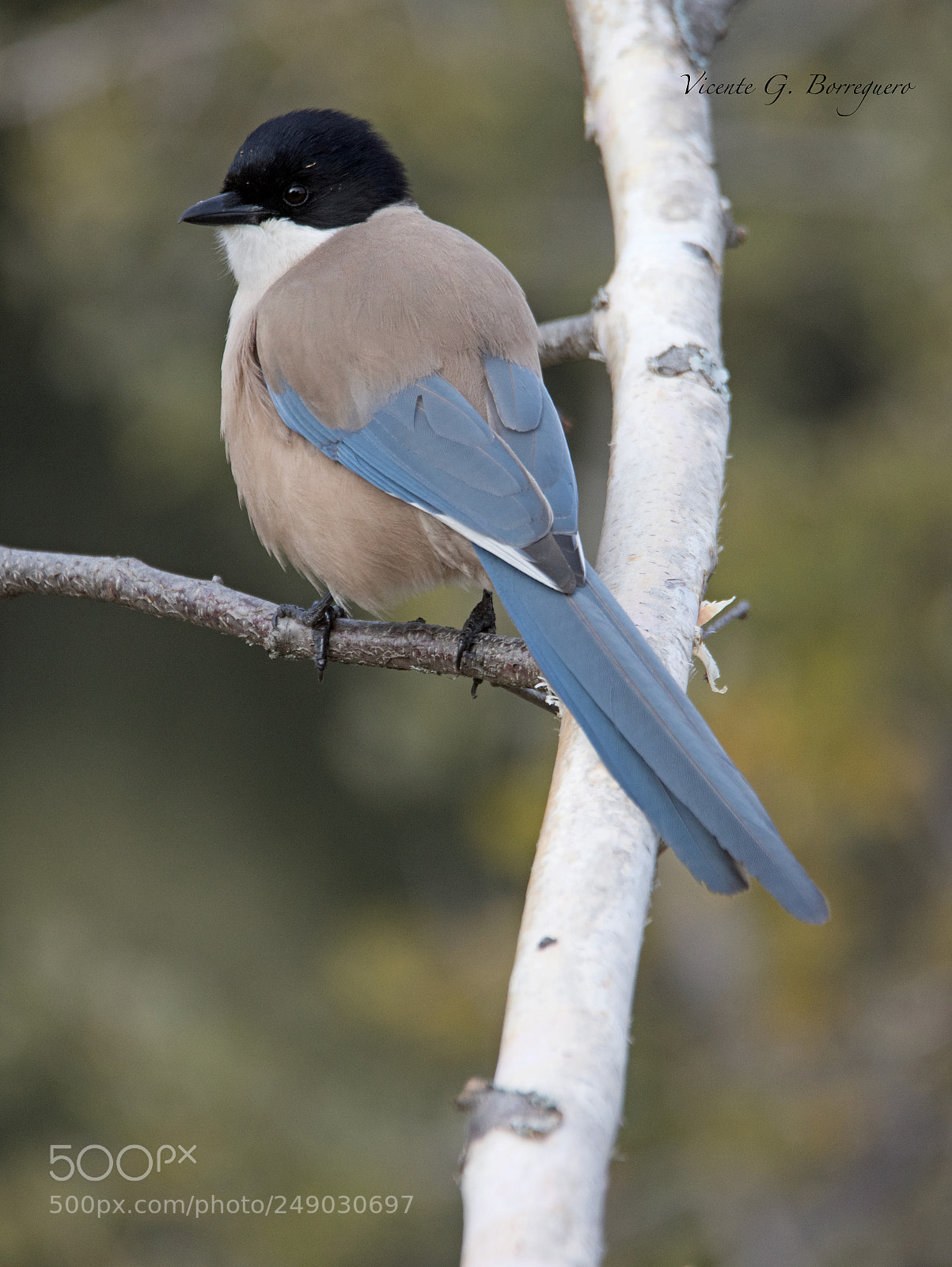 Nikon D7200 sample photo. Cyanopica cyanus photography