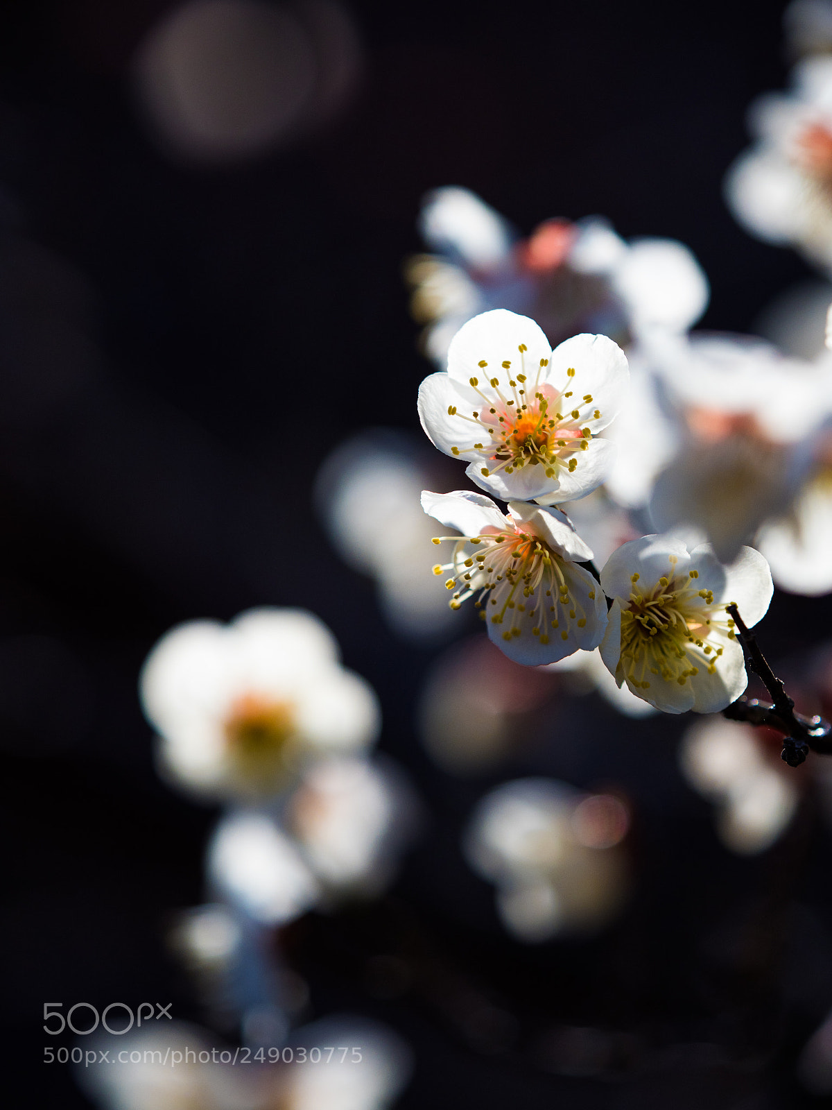 Olympus OM-D E-M1 Mark II sample photo. Untitled photography