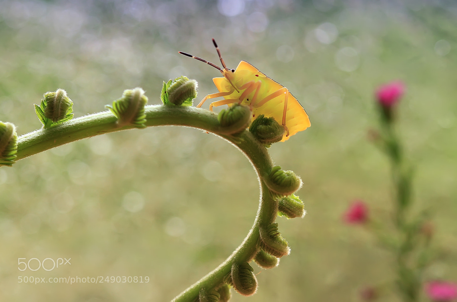 Canon EOS 7D sample photo. Yellow bug photography
