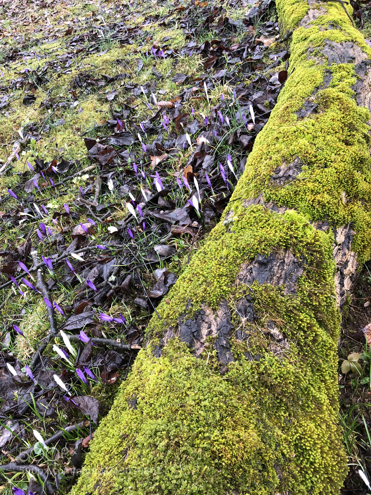 Apple iPhone 8 sample photo. Spring photography