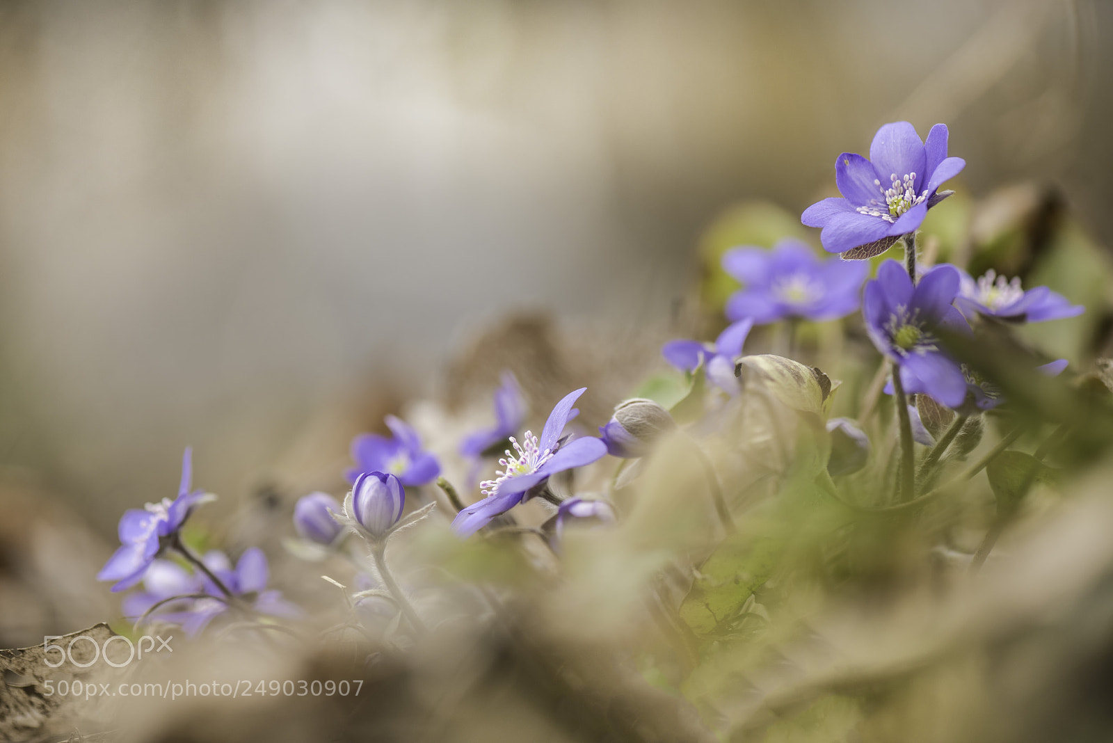Nikon D810 sample photo. The little blue ones photography