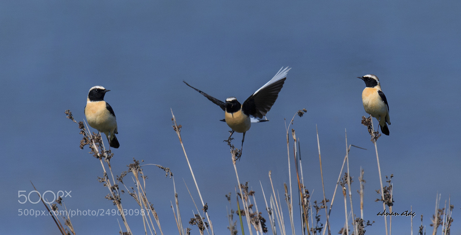 Nikon D5 sample photo. Karakulakl kuyrukkakan - black-eared photography