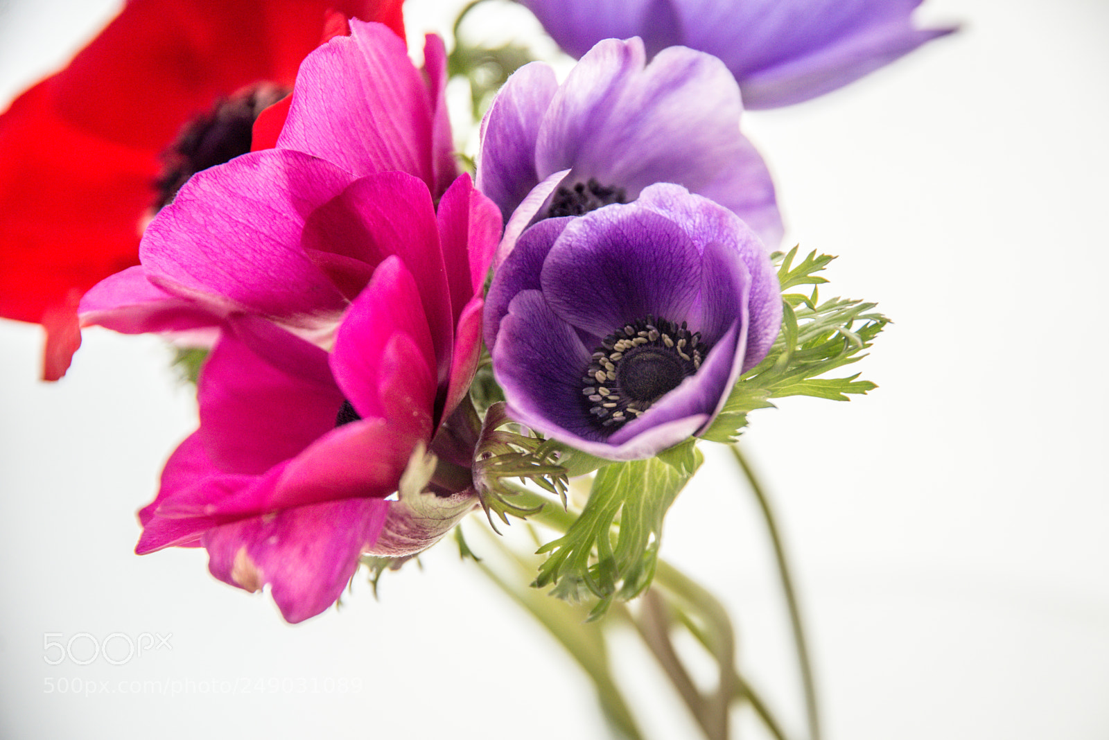 Nikon D610 sample photo. An monas - l'hort photography
