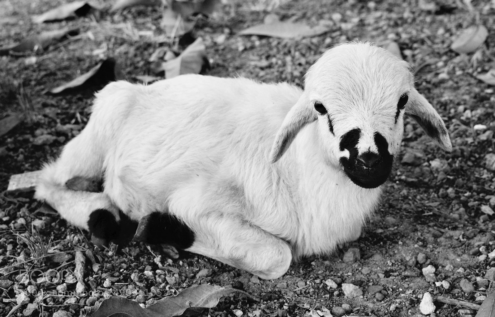 Nikon D3300 sample photo. Sweet sheep photography