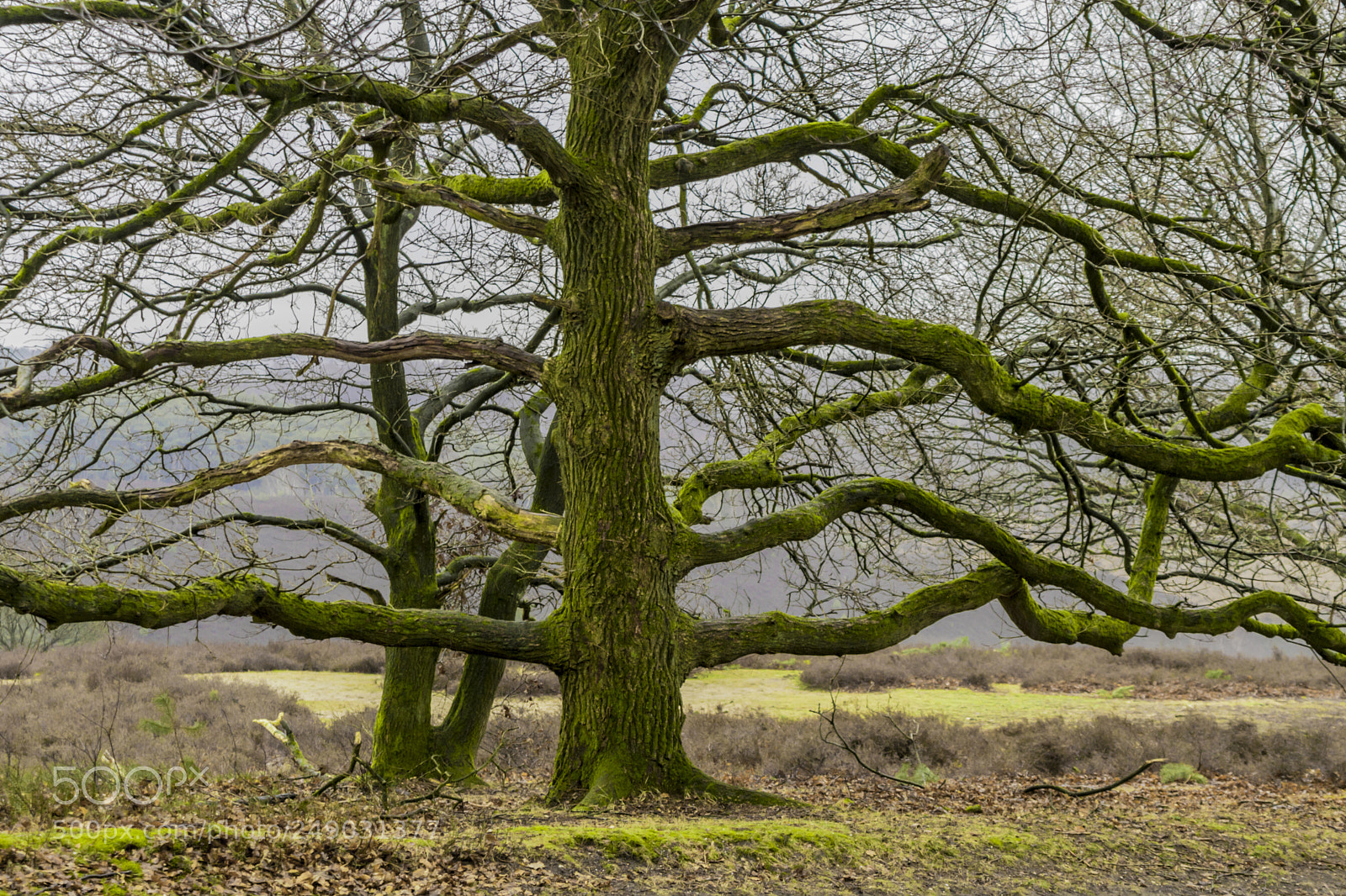 Nikon D3300 sample photo. Old tree in the photography
