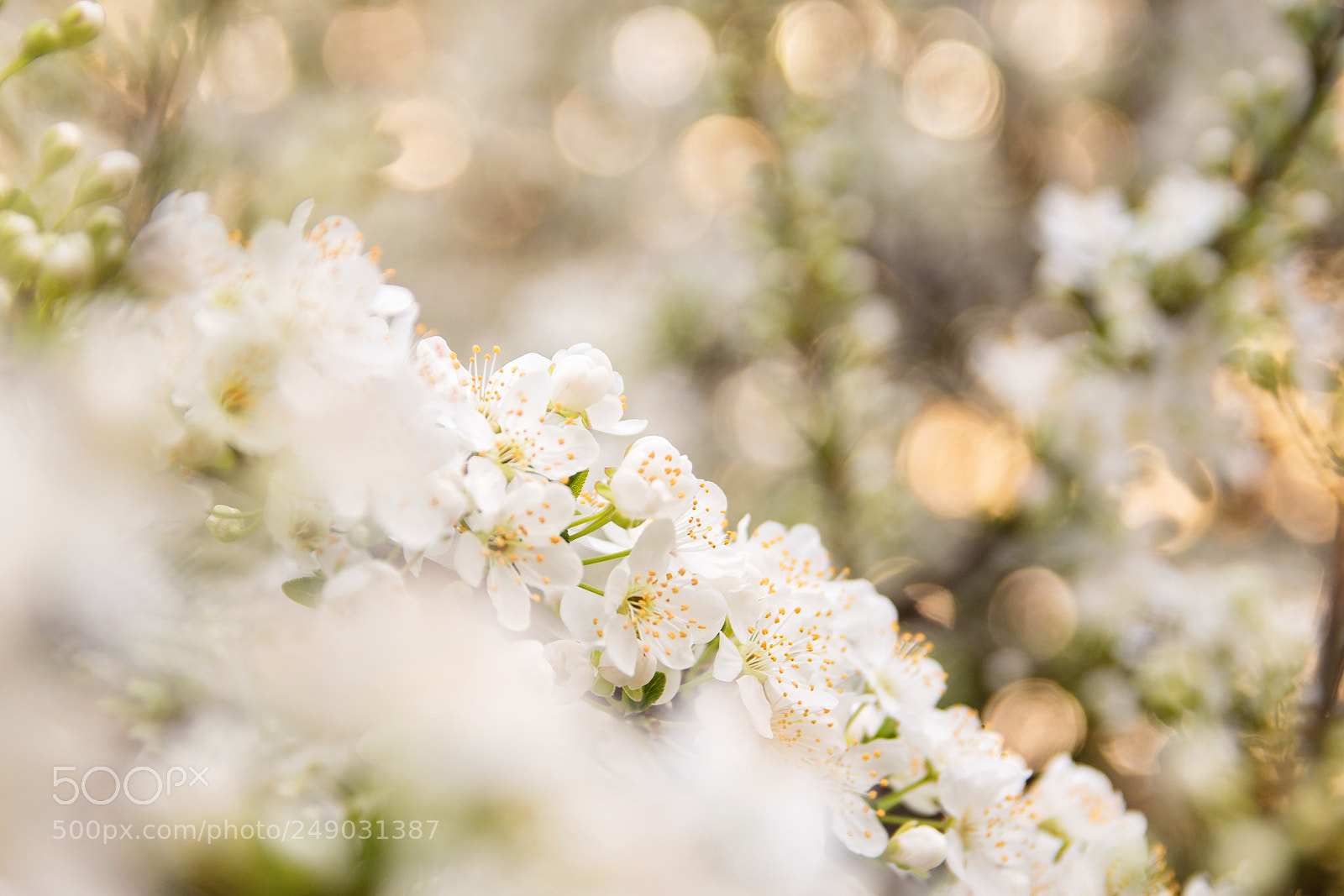 Nikon D7200 sample photo. Blooming spring flowers photography