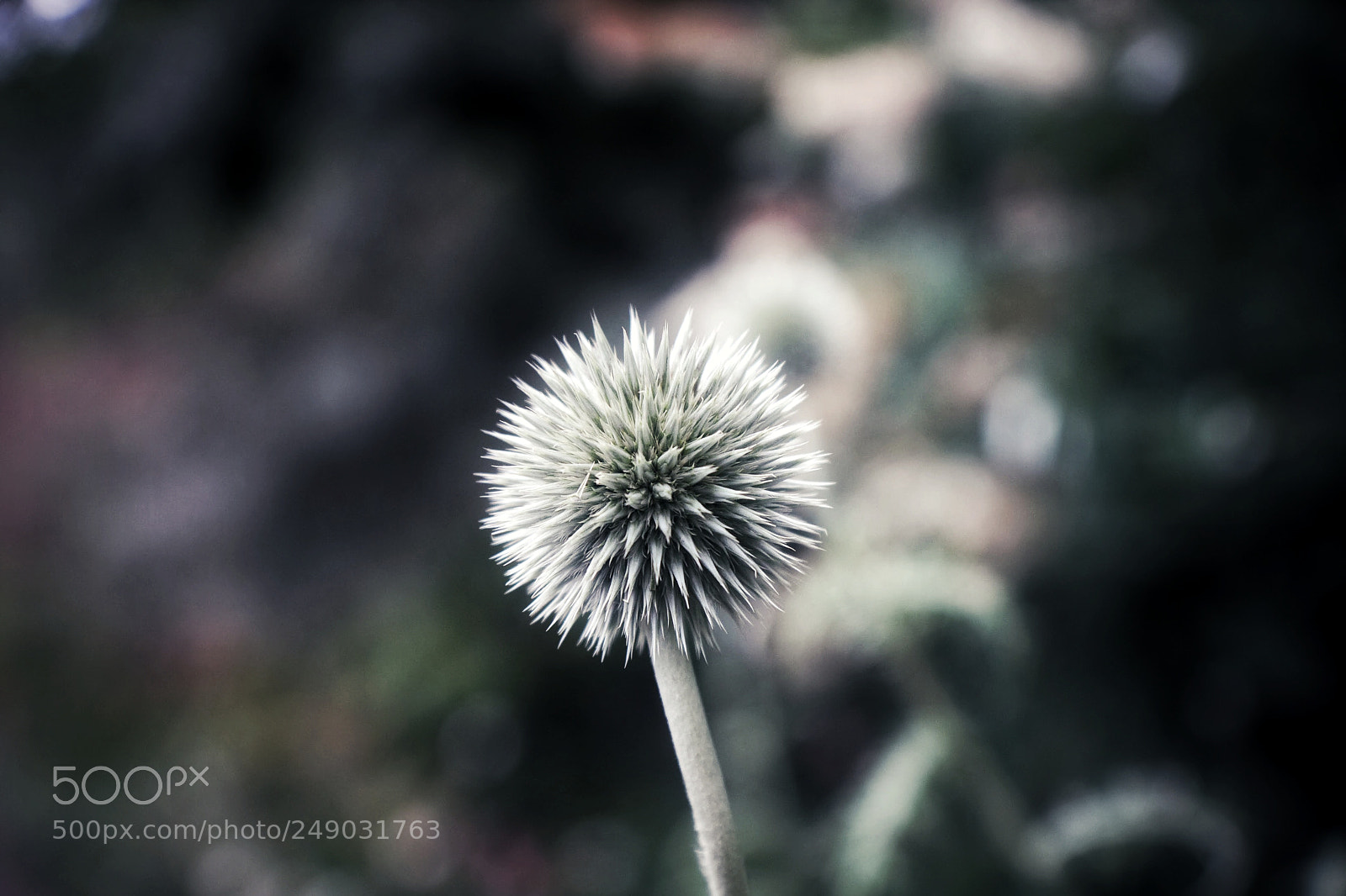 Canon EOS 40D sample photo. Spikey ball photography
