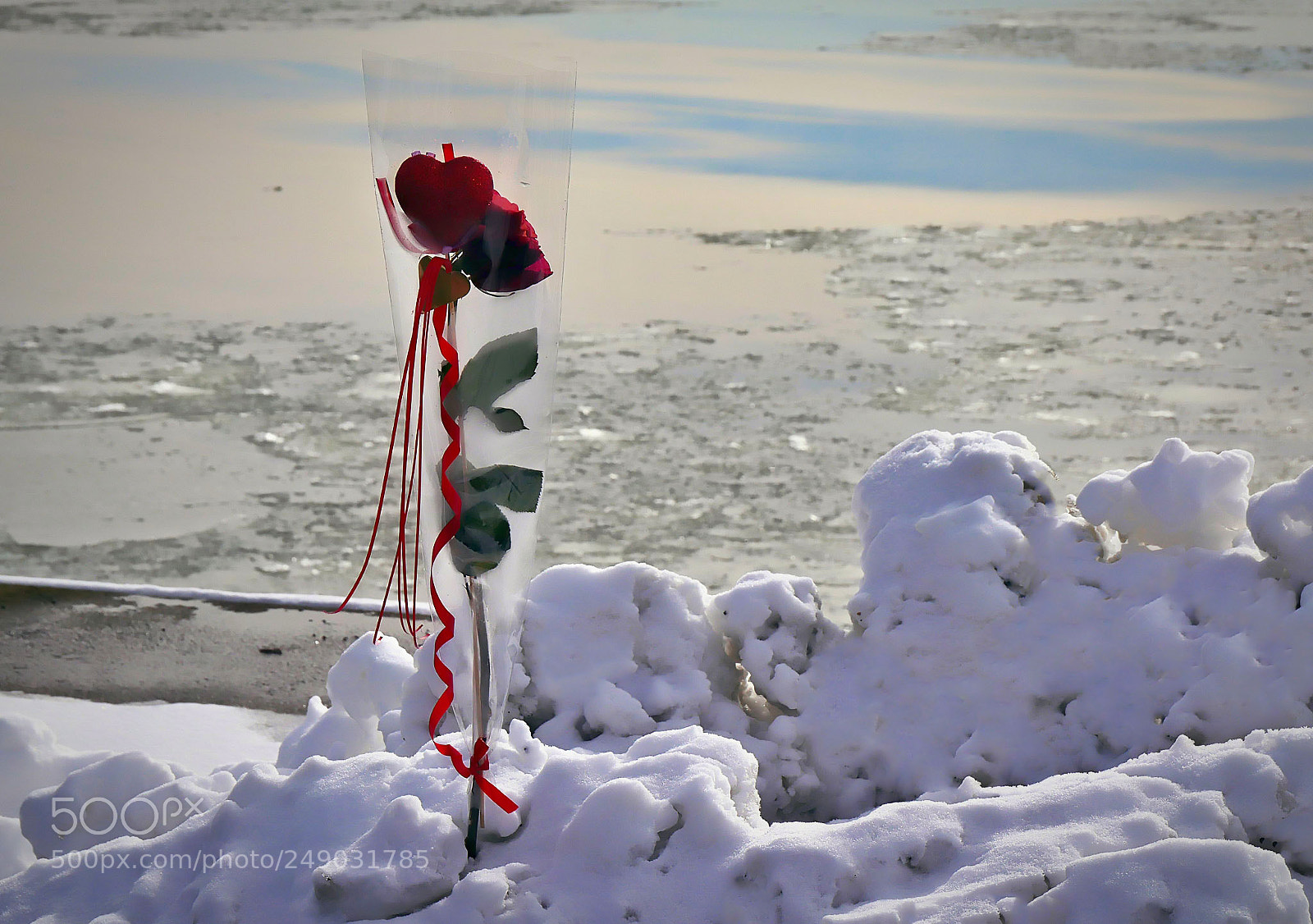 Panasonic Lumix DMC-G7 sample photo. Rose in the snow photography