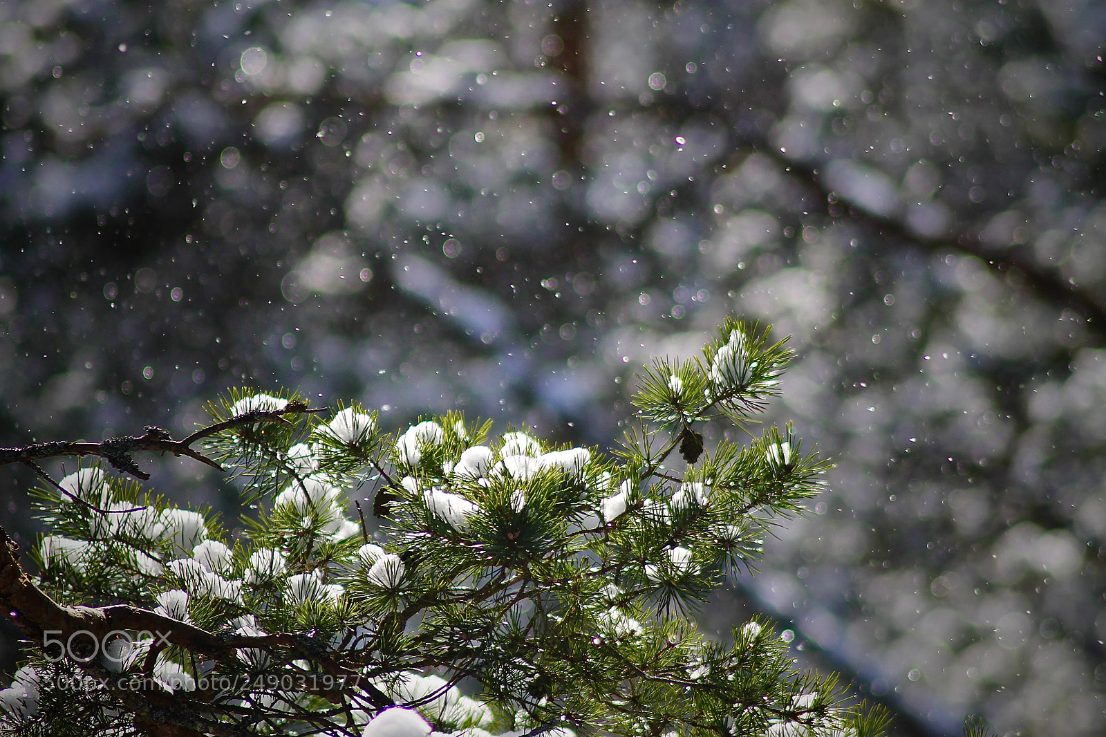 Canon EOS 1100D (EOS Rebel T3 / EOS Kiss X50) sample photo. Snowy lights photography