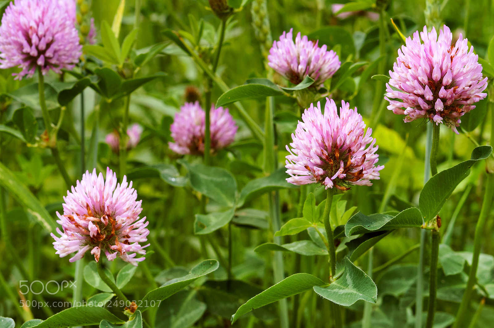 Sony Alpha NEX-3N sample photo. Clover wild flower, pink photography