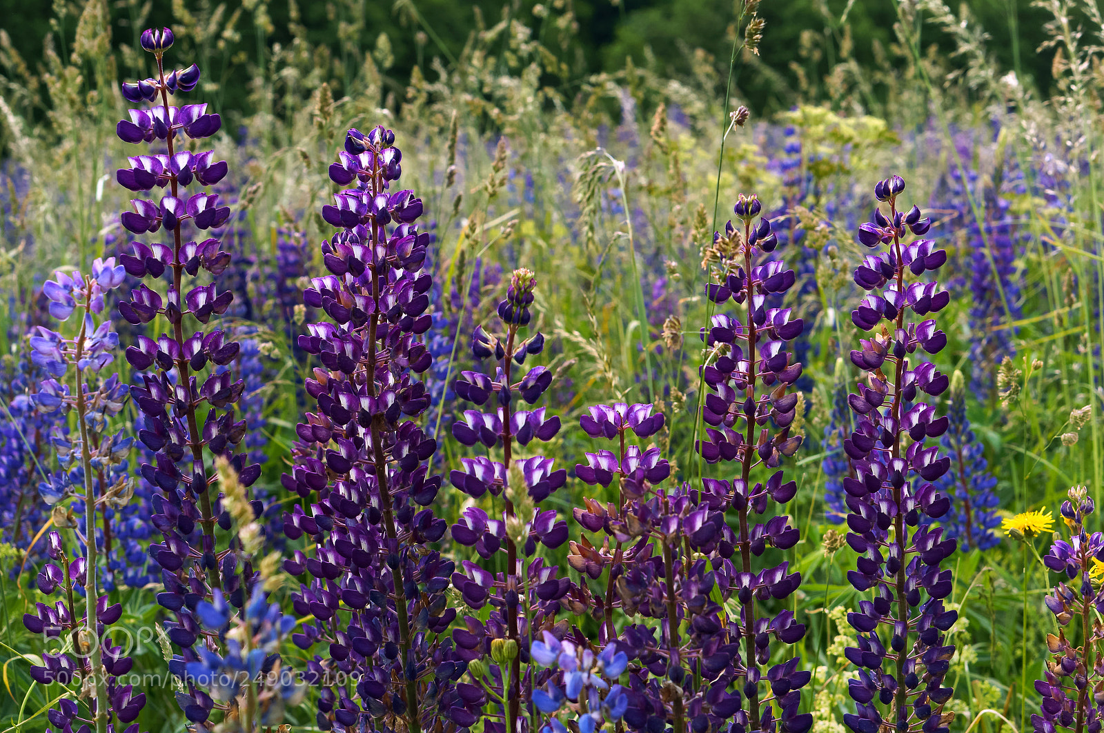 Sony Alpha NEX-3N sample photo. Purple wildflowers lupines, lilac photography