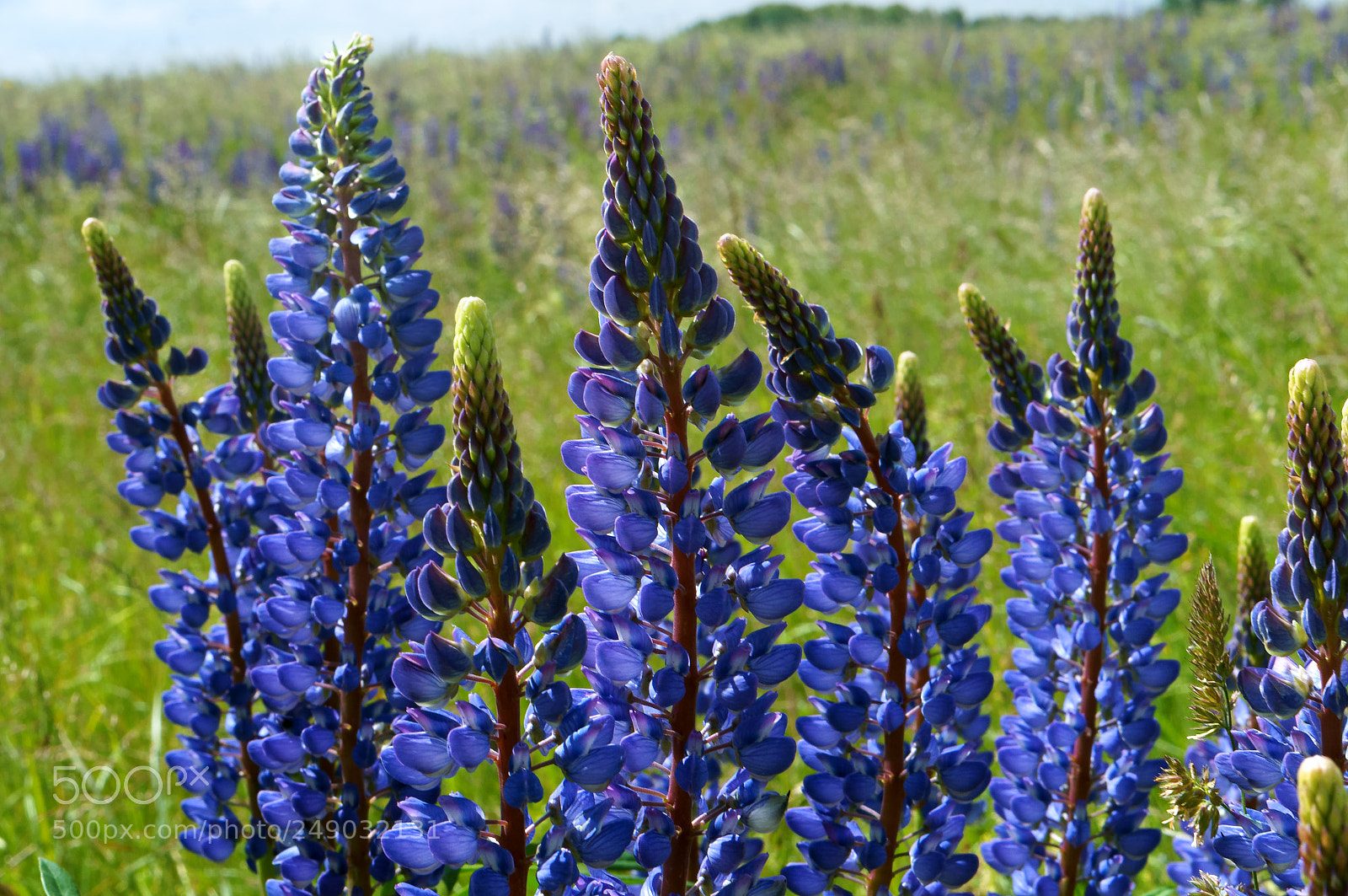 Sony Alpha NEX-3N sample photo. Purple wildflowers lupines, lilac photography