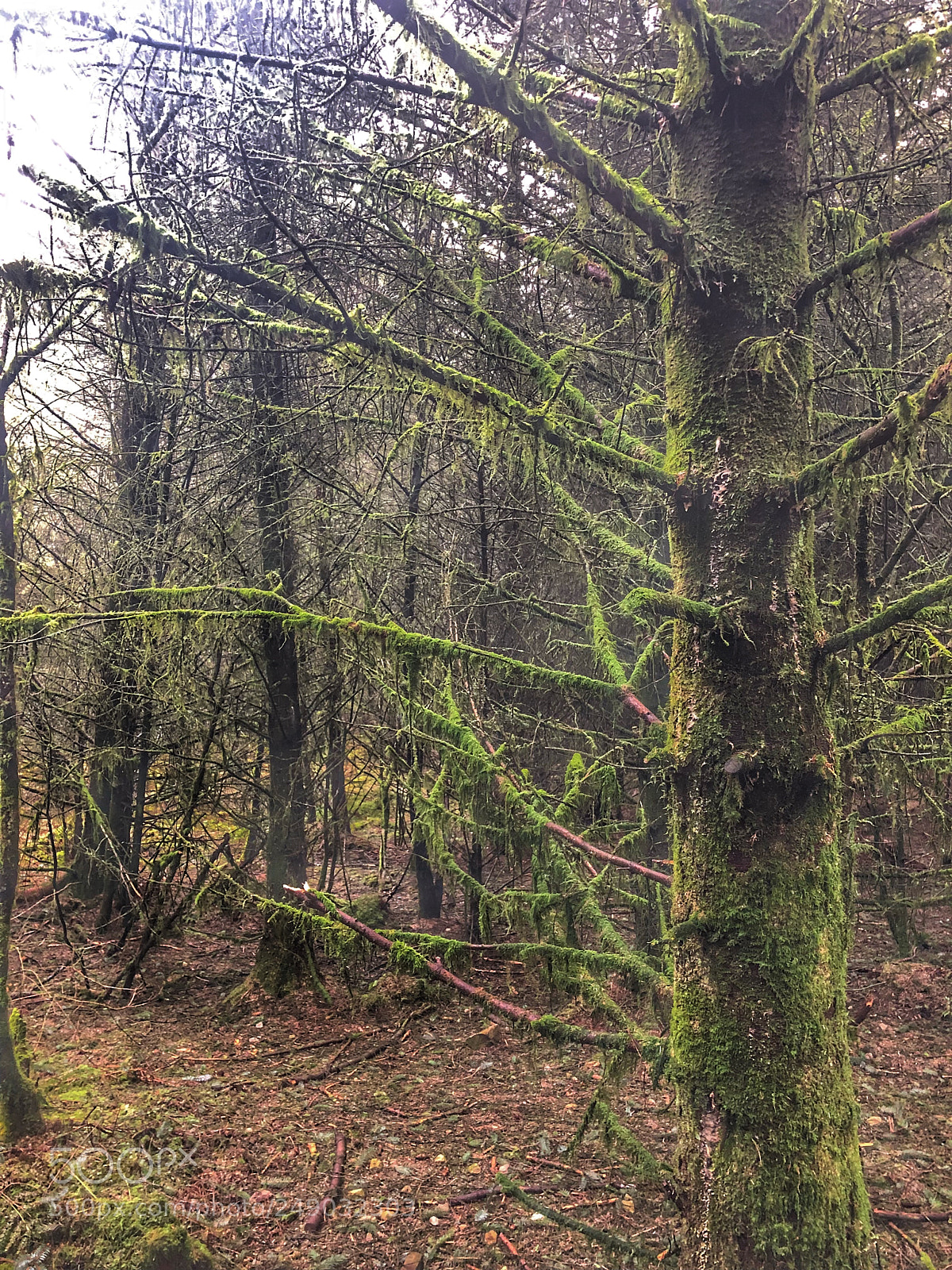 Apple iPhone 8 sample photo. Moss on tree photography