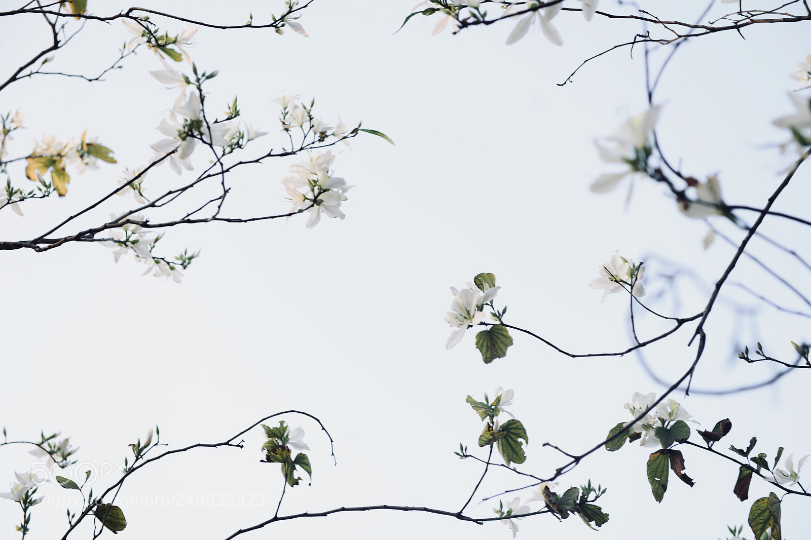 Nikon D800 sample photo. Flower in sky photography