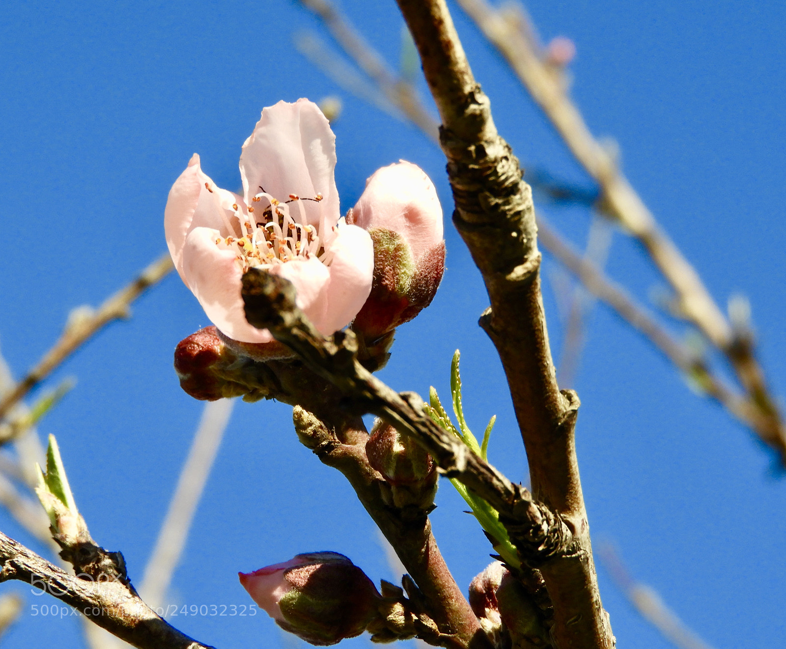 Nikon Coolpix B700 sample photo. Pink peach tree blossom photography