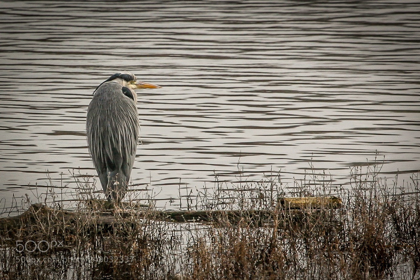Canon EOS 20D sample photo. Grey day photography