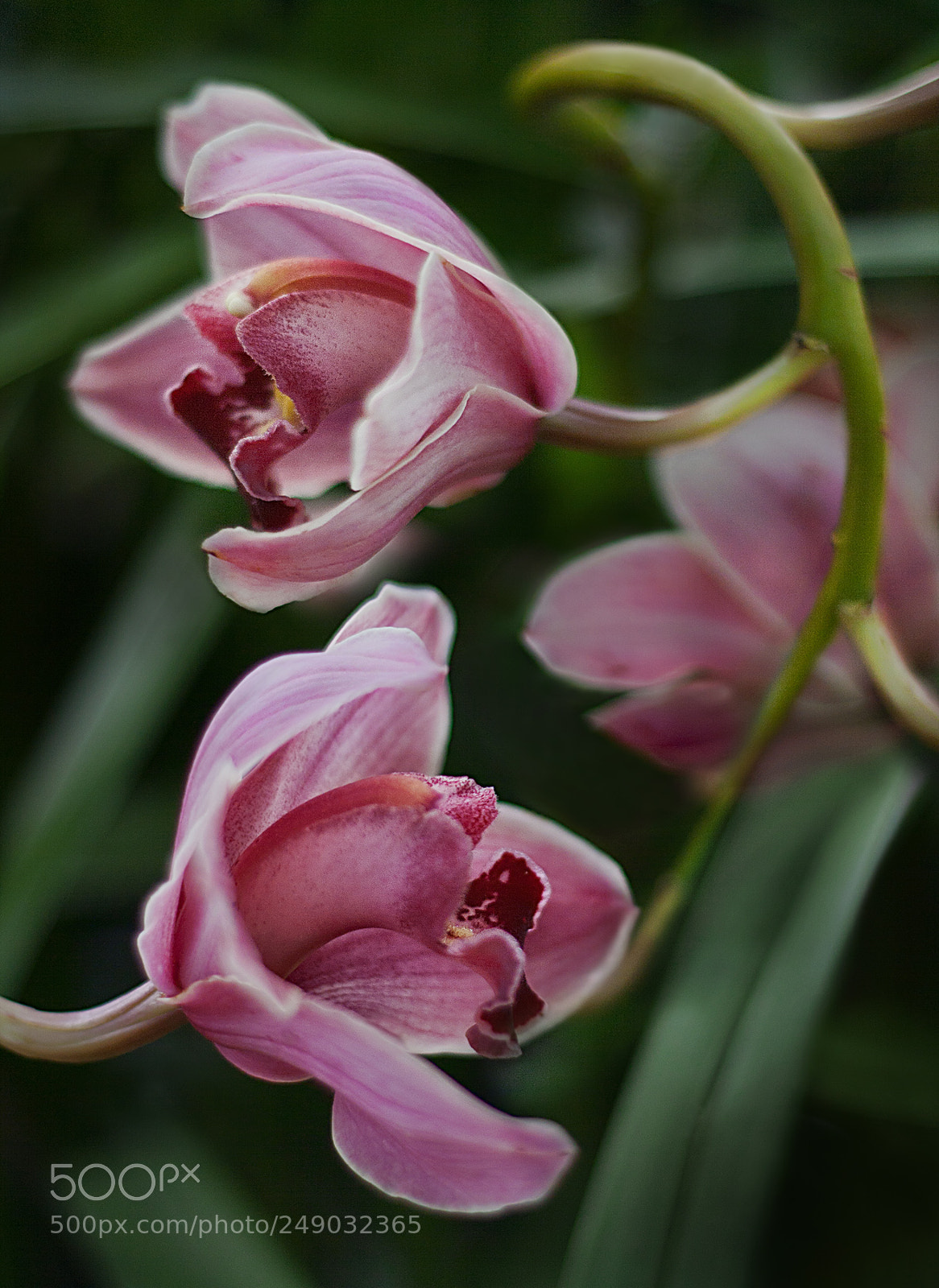Canon EOS 1000D (EOS Digital Rebel XS / EOS Kiss F) sample photo. Orchidia photography