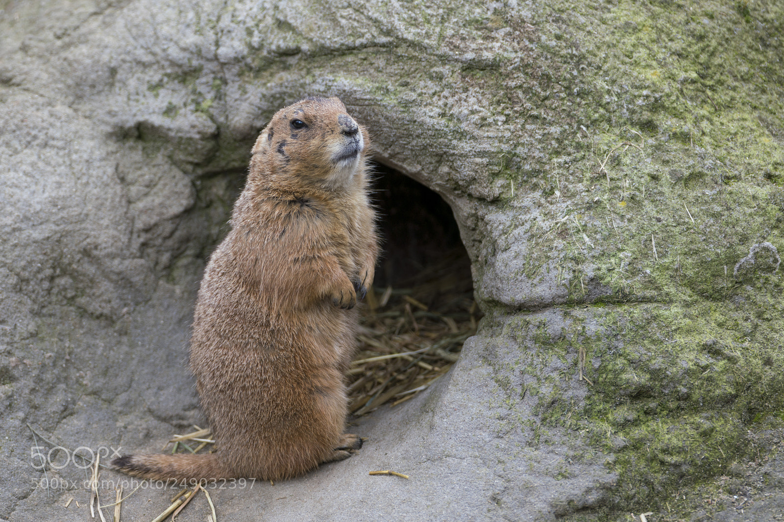 Sony a7R III sample photo. Ground squirrel photography