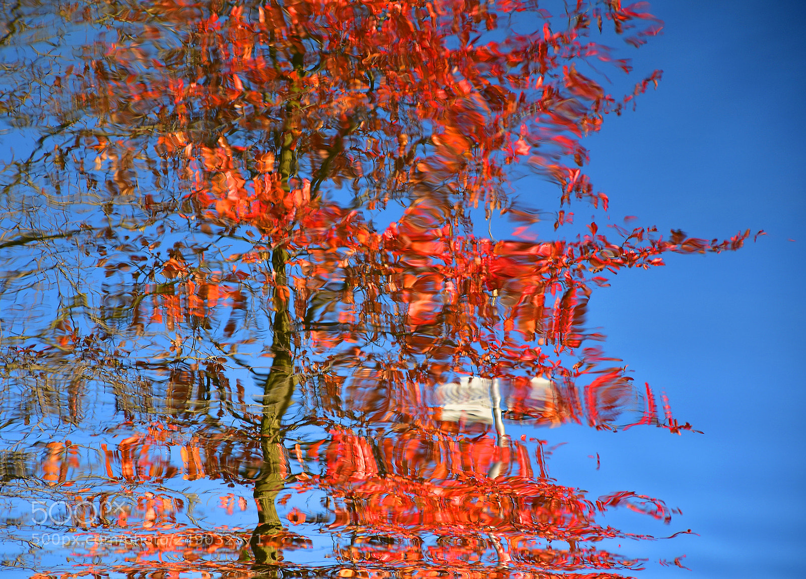 Nikon D7200 sample photo. Red tree in the photography