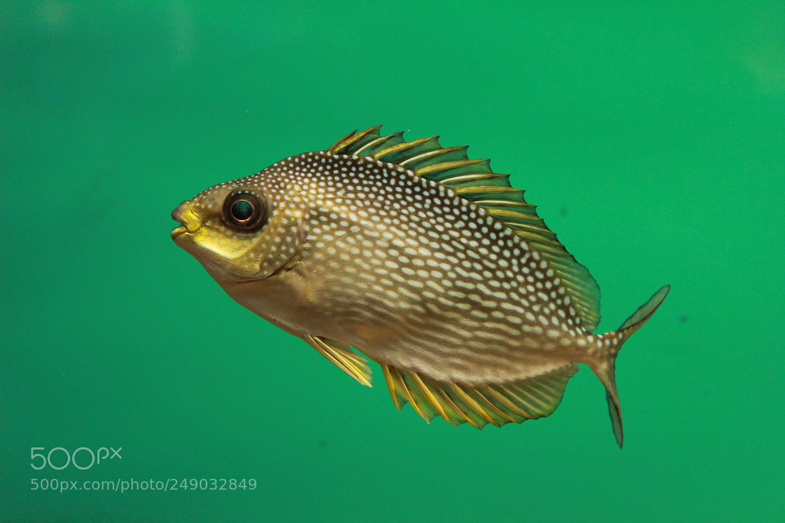 Canon EF-S 18-55mm F3.5-5.6 IS sample photo. Seawater fish photography
