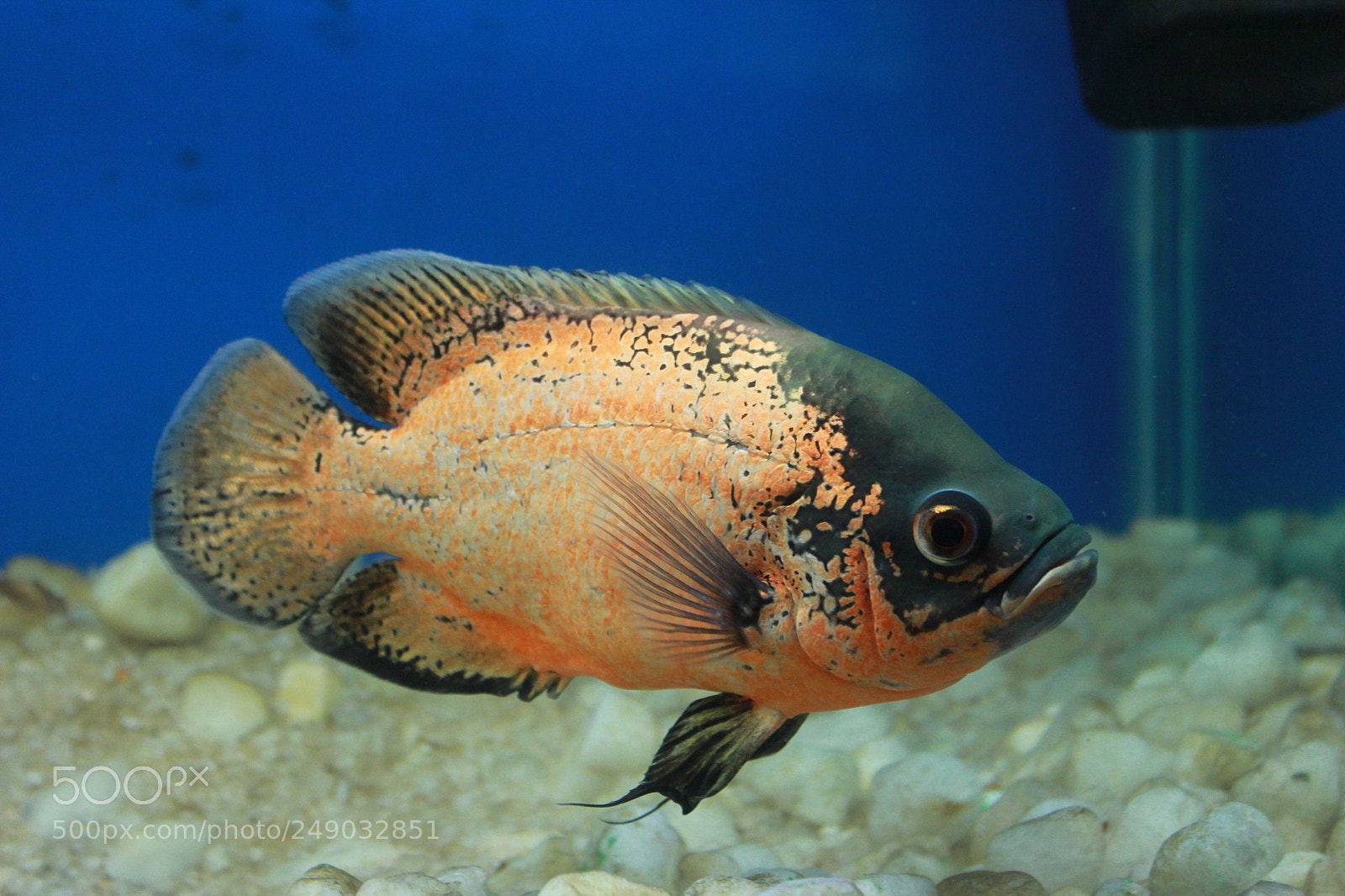 Canon EF-S 18-55mm F3.5-5.6 IS sample photo. Red oscar photography