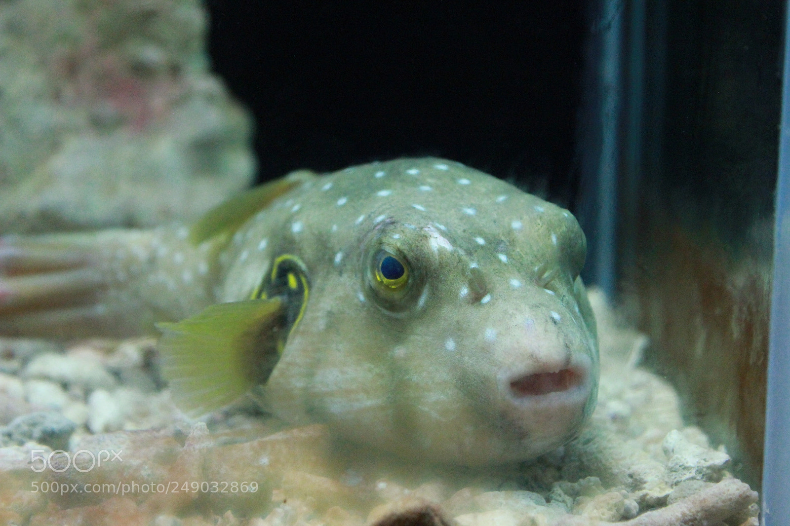 Canon EF-S 18-55mm F3.5-5.6 IS sample photo. Boxfish photography