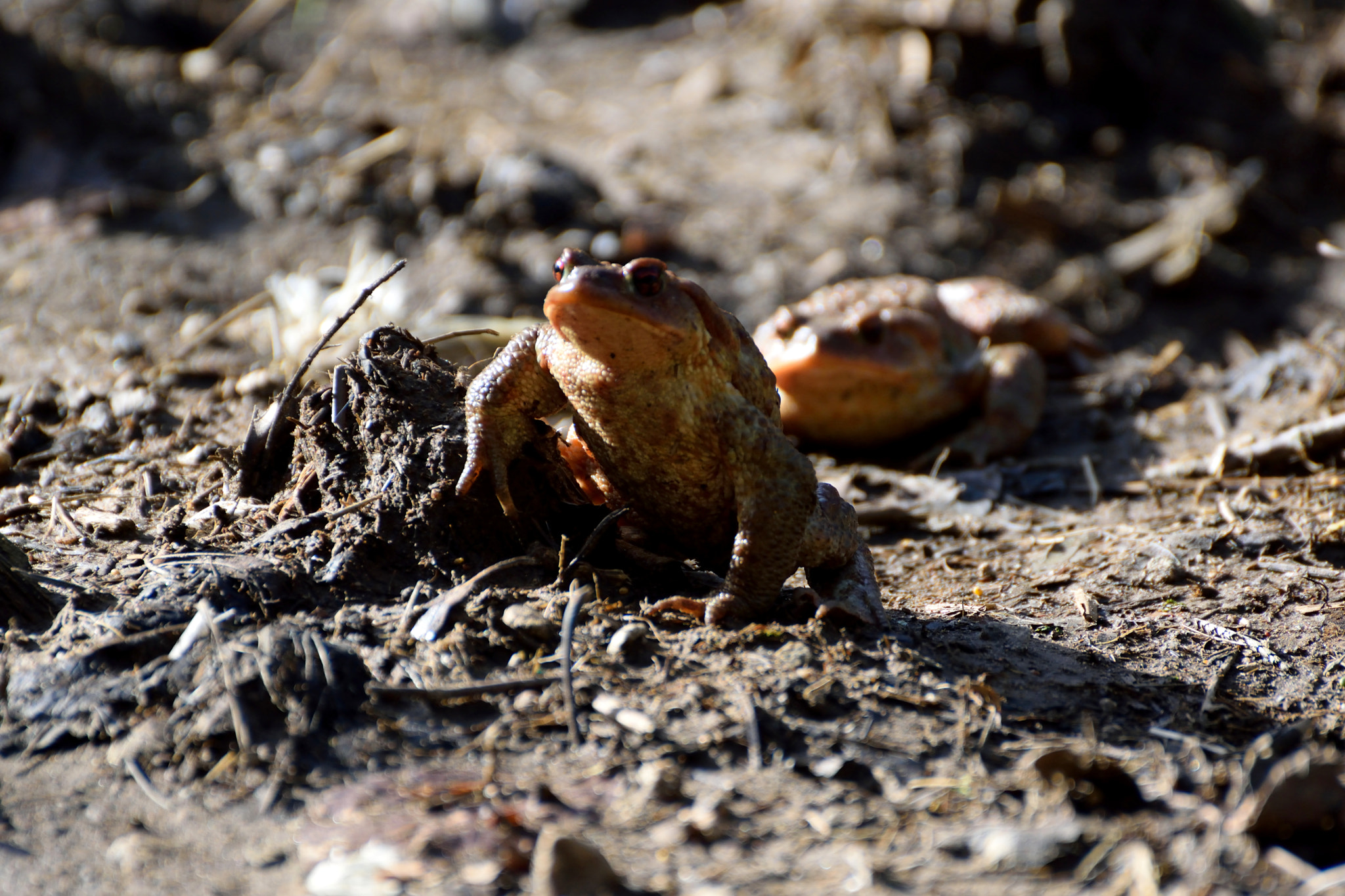 Nikon D3300 sample photo. Walking on the woods photography
