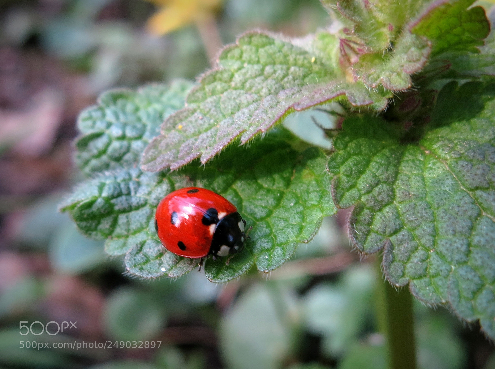 Canon PowerShot S100 sample photo. Spring ladybug photography