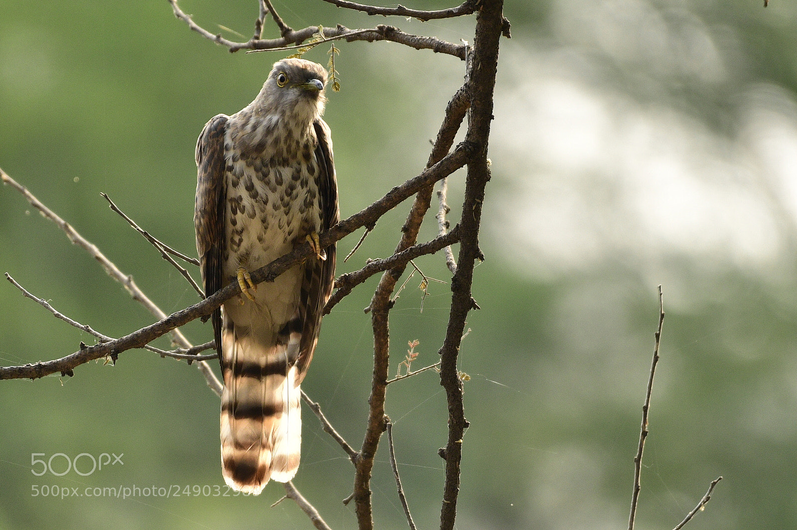 Nikon AF-S Nikkor 200-500mm F5.6E ED VR sample photo. Common hawk cuckoo photography