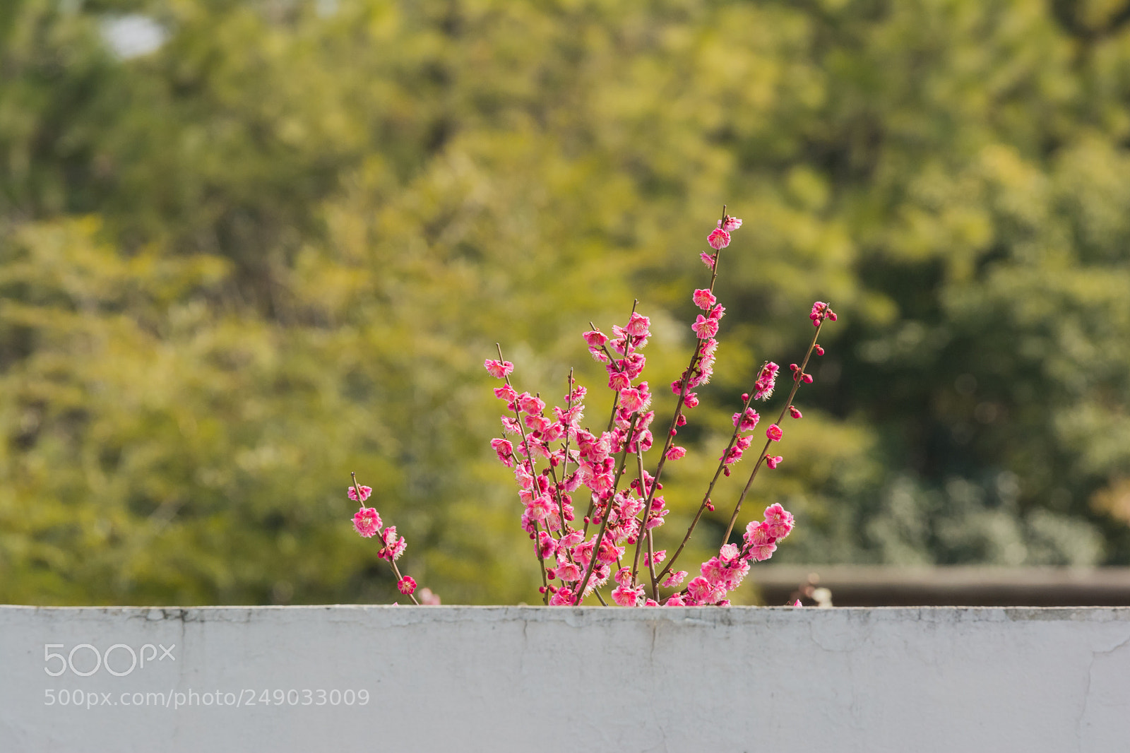 Nikon D7100 sample photo. 梅花翘首望东风 photography