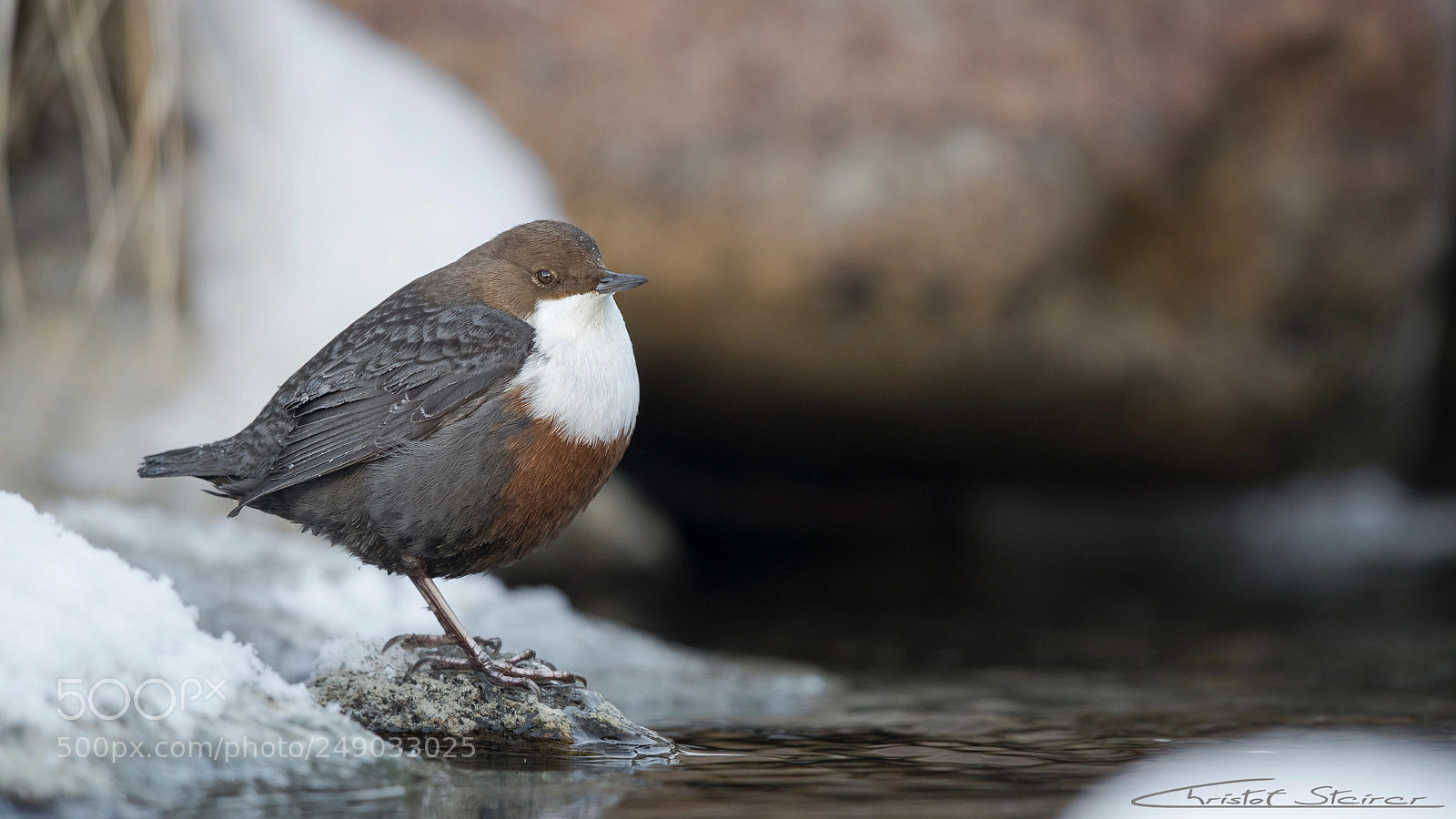 Canon EOS-1D X Mark II sample photo. Dipper... photography