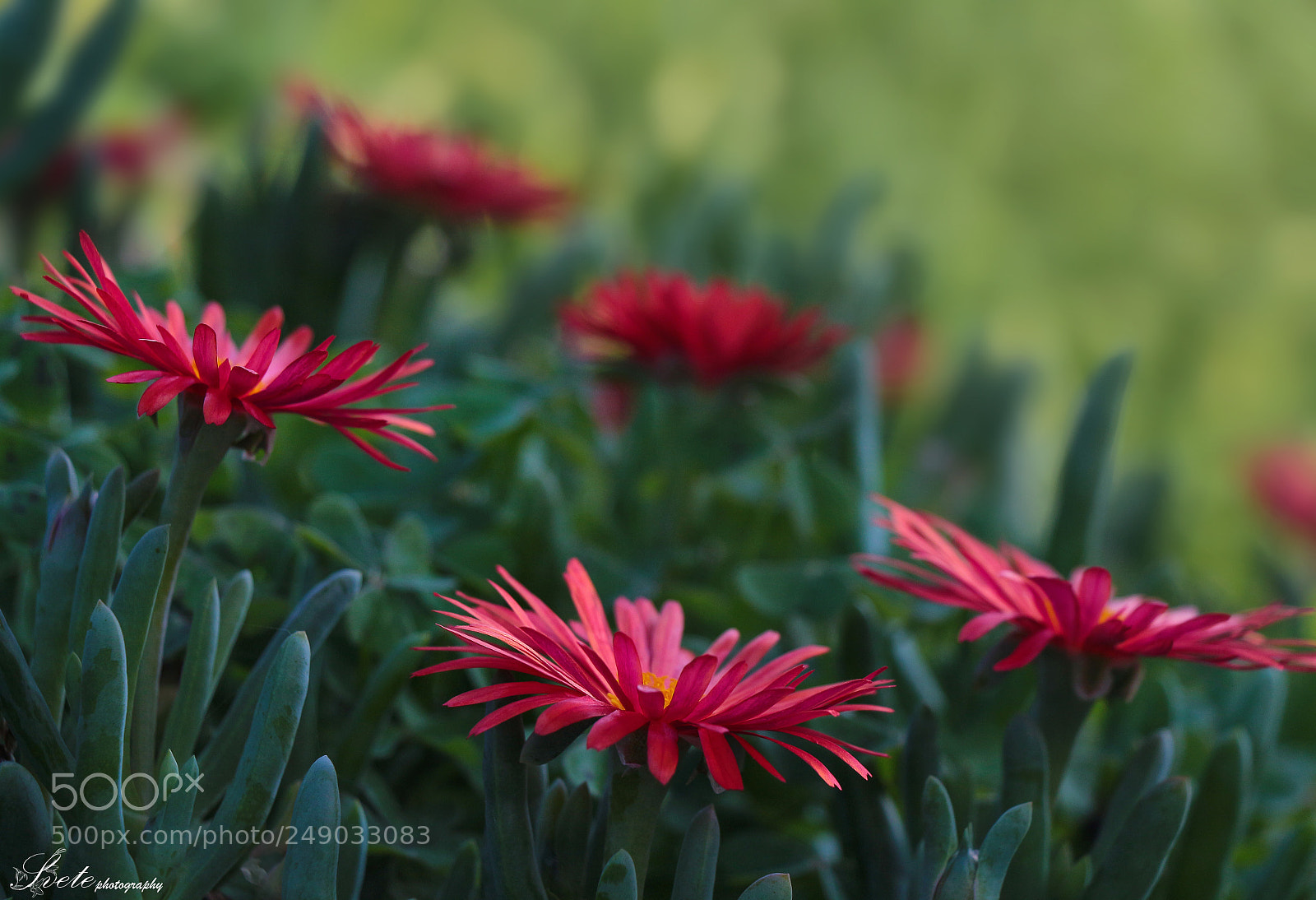 Canon EOS 700D (EOS Rebel T5i / EOS Kiss X7i) sample photo. Mesembryanthemum criniflorum photography