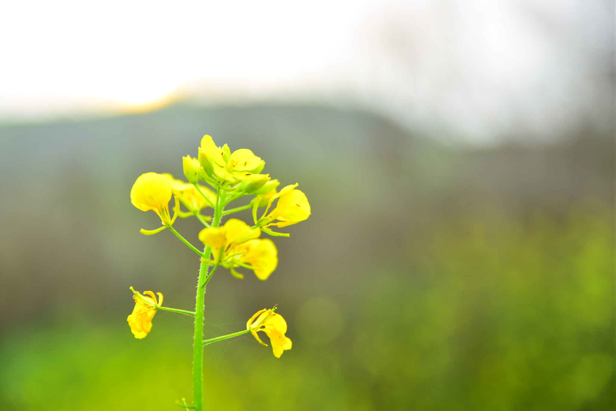 Nikon D3400 sample photo. Yellow elegance photography