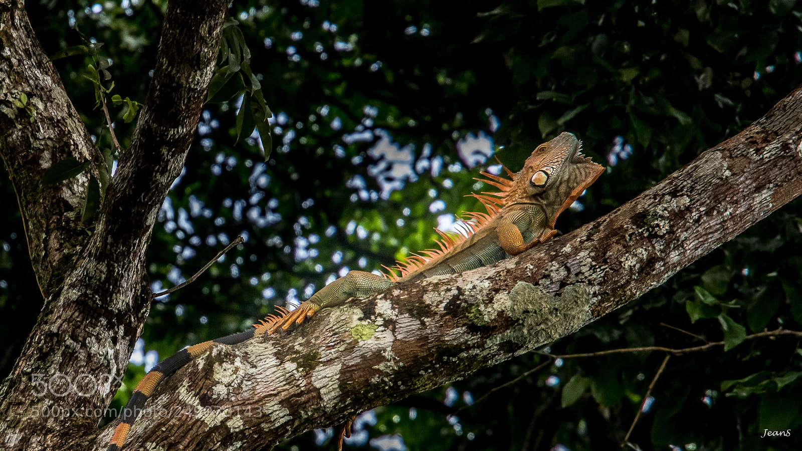 Canon EOS 80D sample photo. Green iguana (#2 of 5) photography