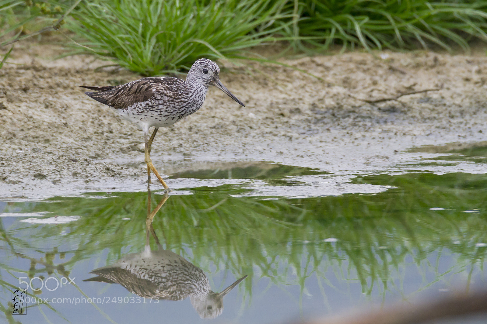 Canon EOS 7D sample photo. Greenshank photography