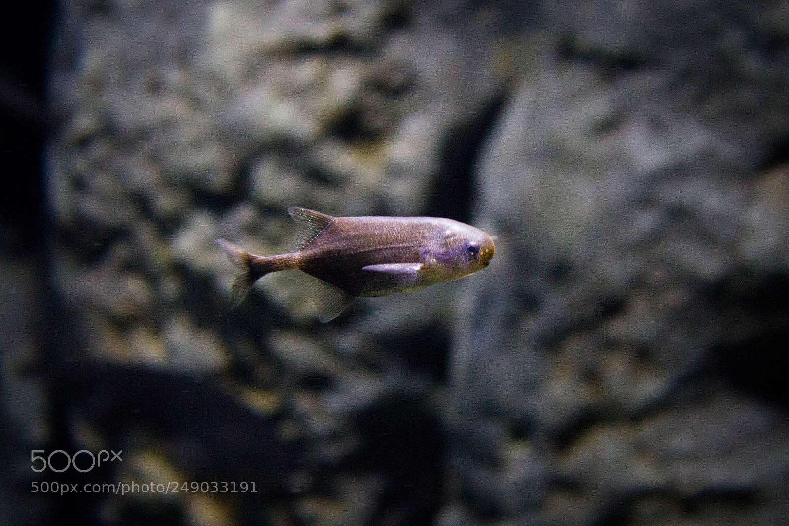 Canon EOS 550D (EOS Rebel T2i / EOS Kiss X4) sample photo. Little fish photography