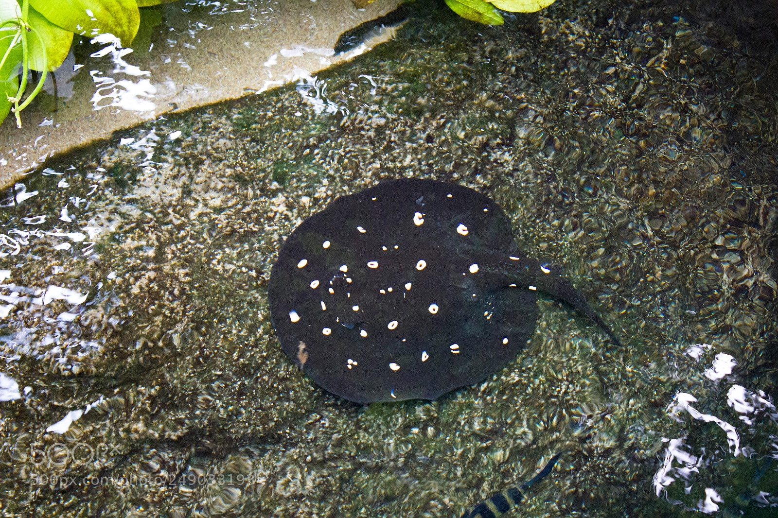 Canon EOS 550D (EOS Rebel T2i / EOS Kiss X4) sample photo. Freshwater stingray photography