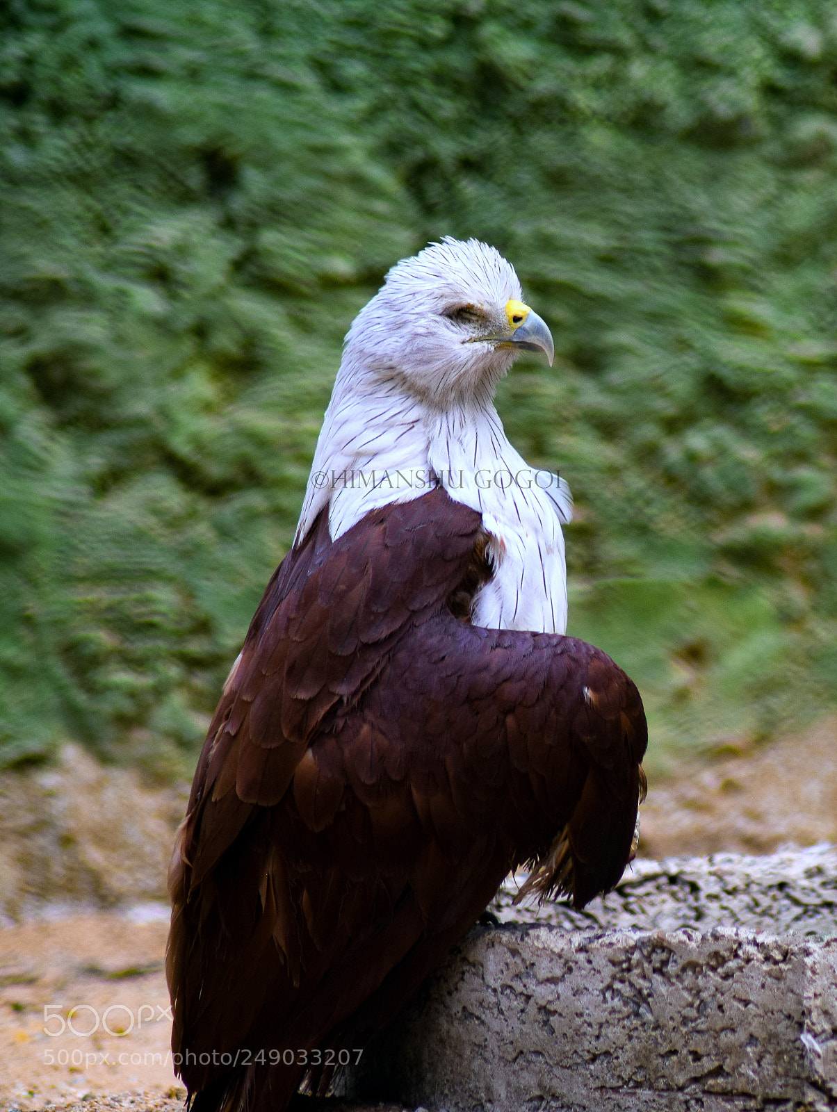 Nikon D3300 sample photo. Brahminy kite photography