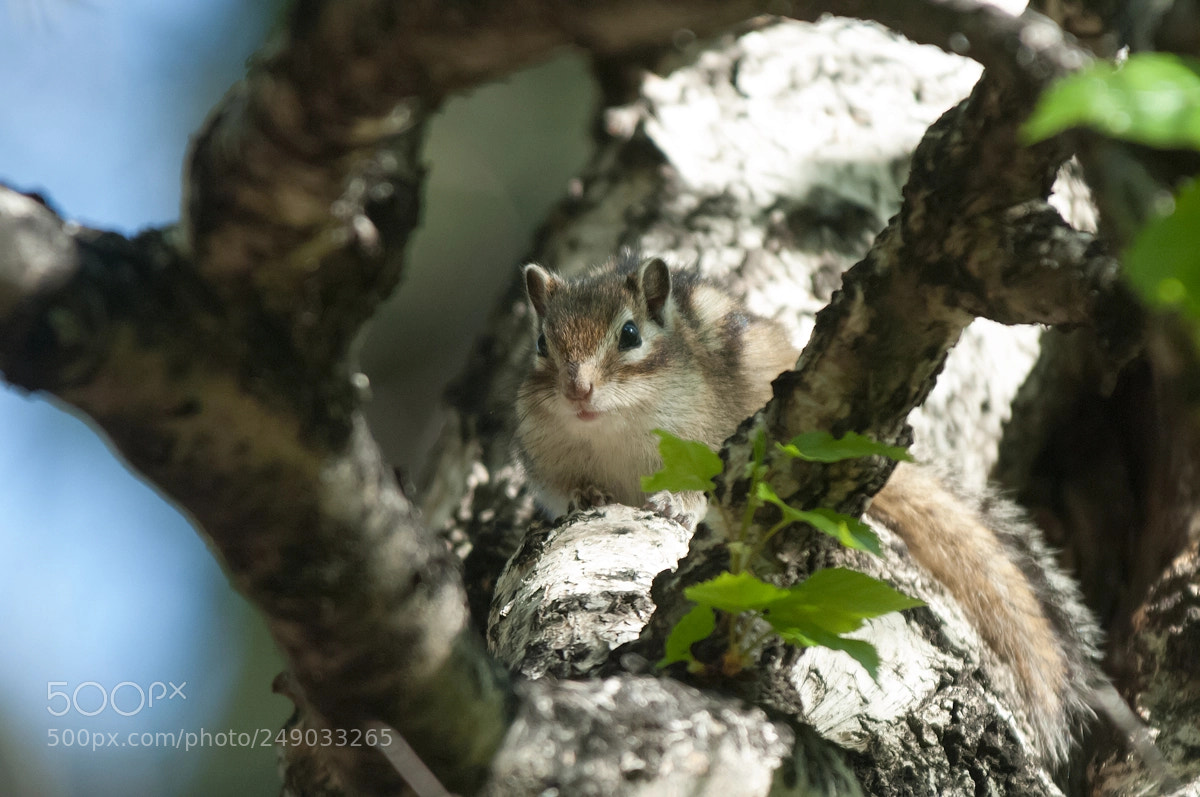 Nikon D2X sample photo. Chipmunk photography