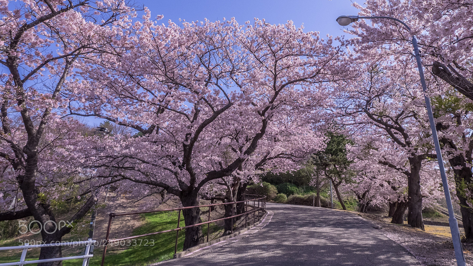 Olympus OM-D E-M1 sample photo. Cherry trees at school photography