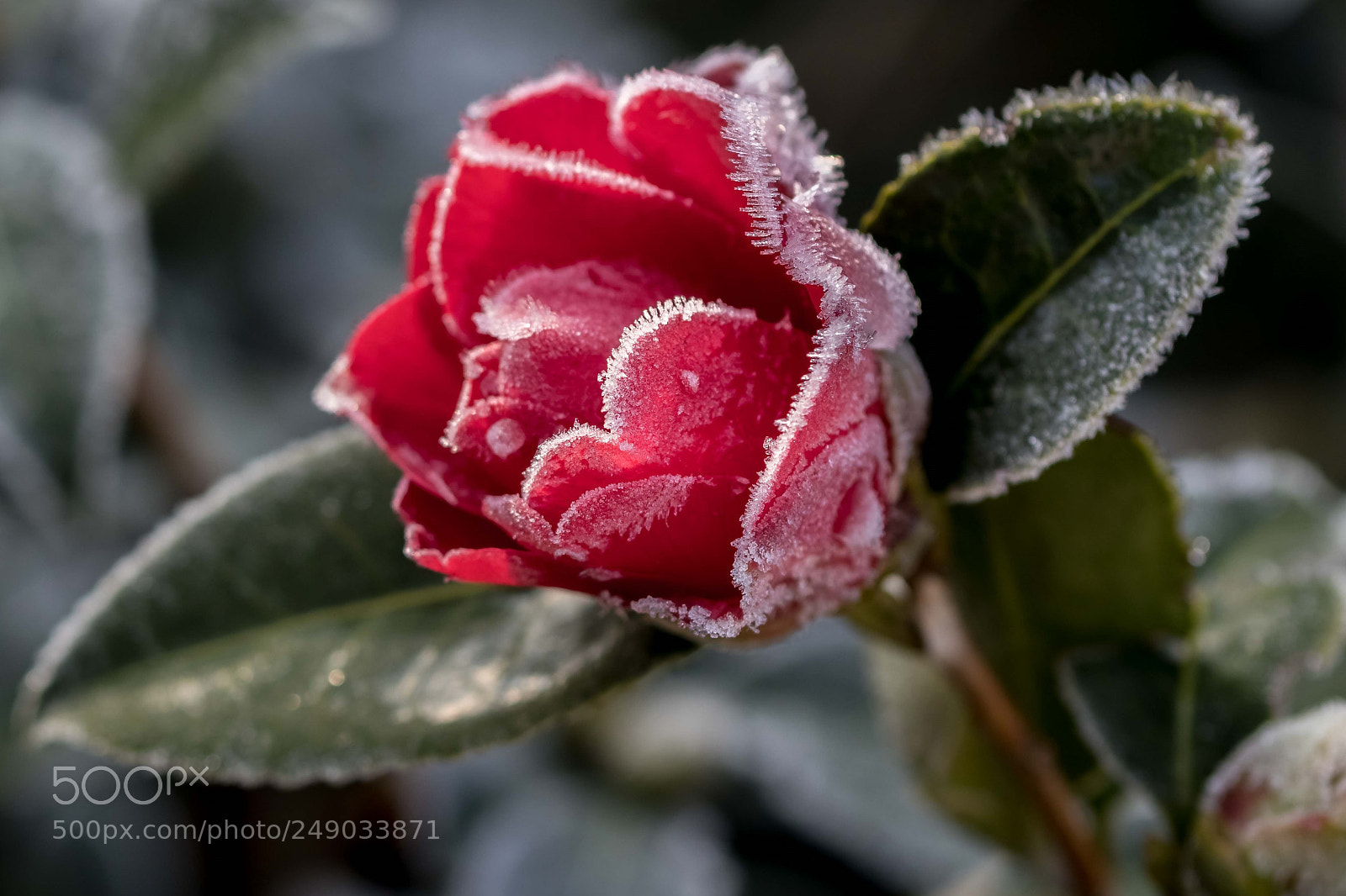 Canon EOS 80D sample photo. Camelia givré photography