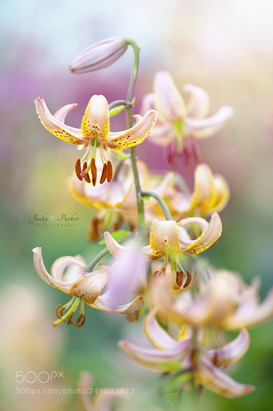 Nikon D700 sample photo. Turks cap lily photography