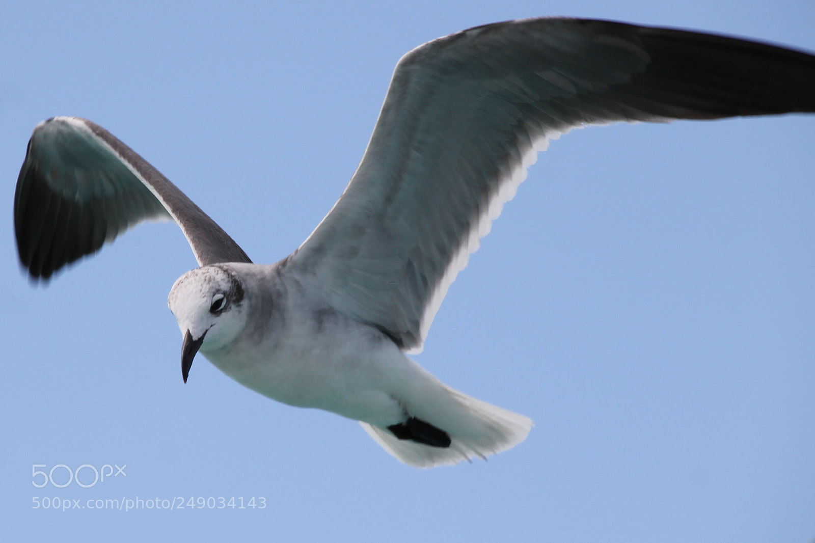 Canon EOS 1100D (EOS Rebel T3 / EOS Kiss X50) sample photo. The seagull photography