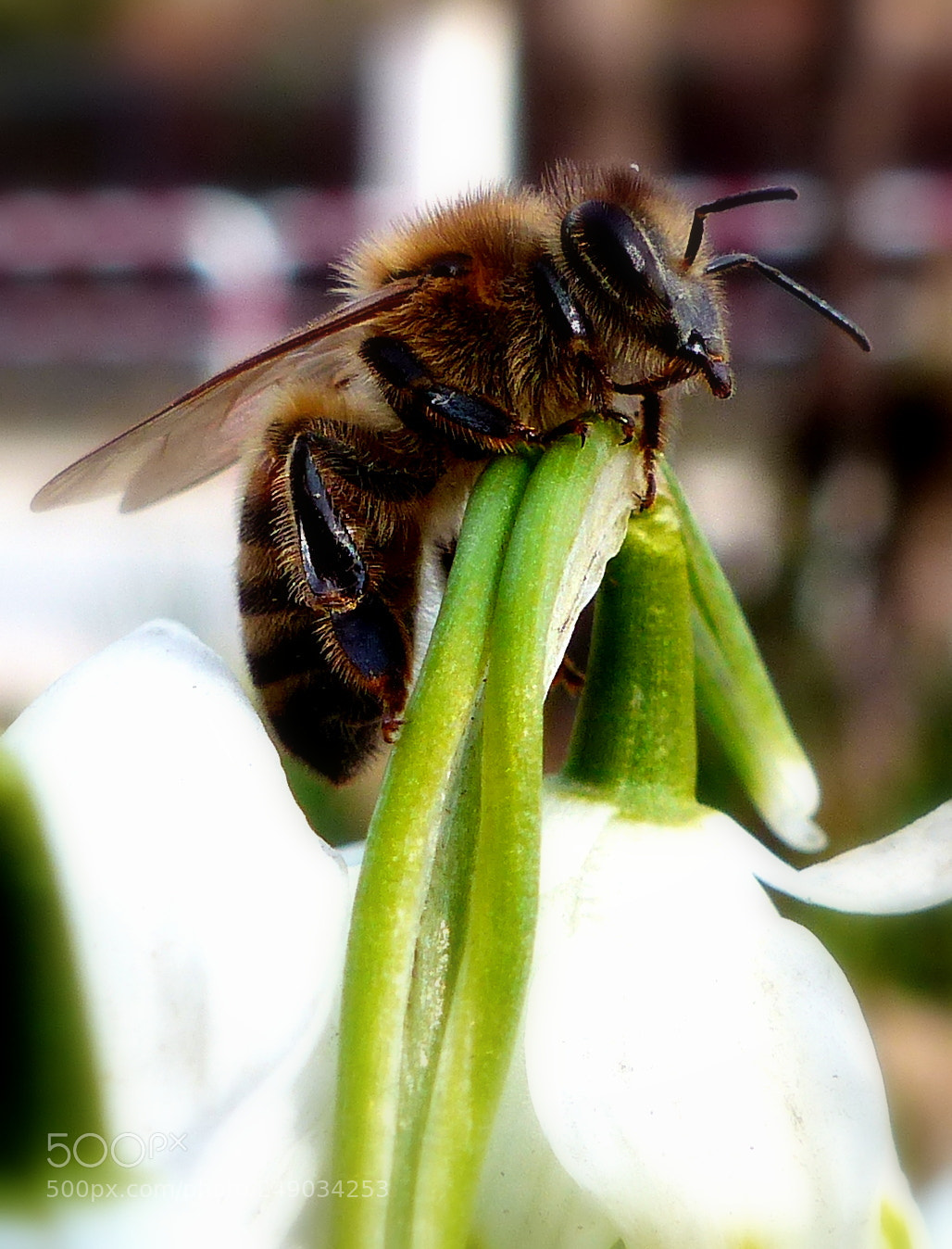 Panasonic Lumix DMC-FZ200 sample photo. Bee. photography