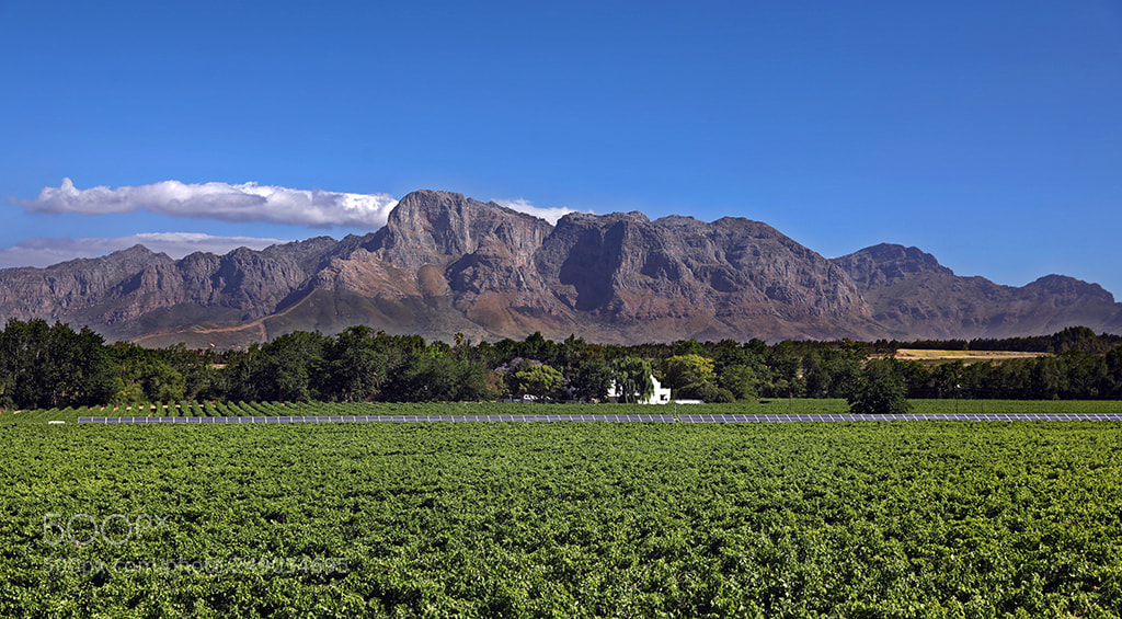 Canon EOS 5D Mark IV sample photo. South african wine country photography