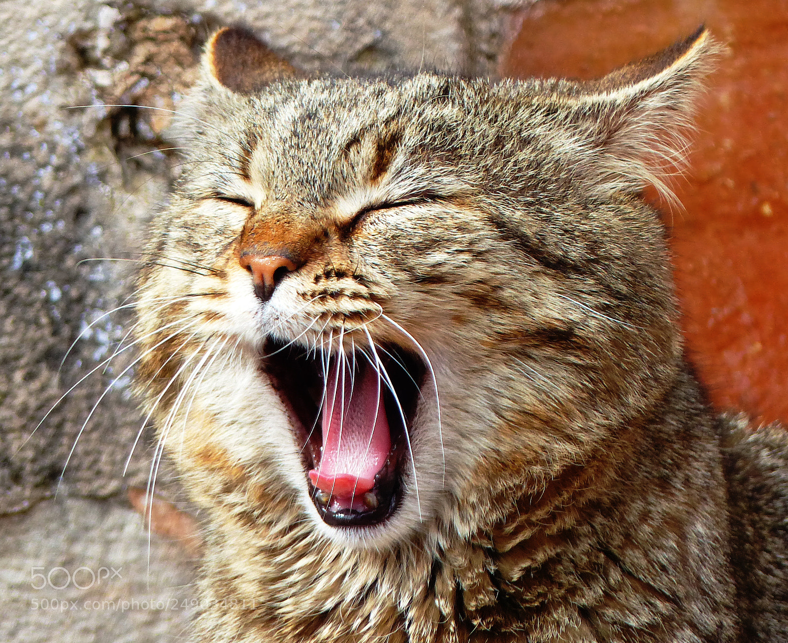 Panasonic Lumix DMC-FZ200 sample photo. Yawning photography