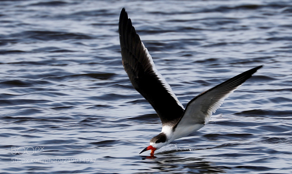 Canon EOS 5D Mark IV sample photo. Skimming black skimmer photography